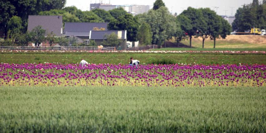 bollenteelt-loonwerkers-arbeiders