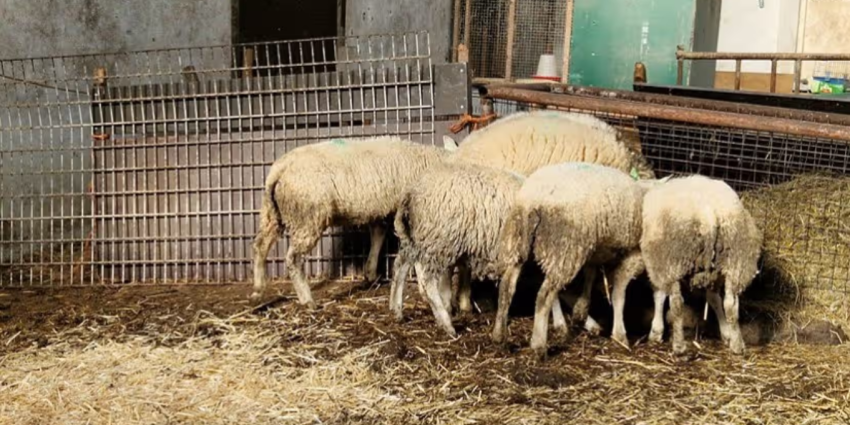 in beslag genomen schapen