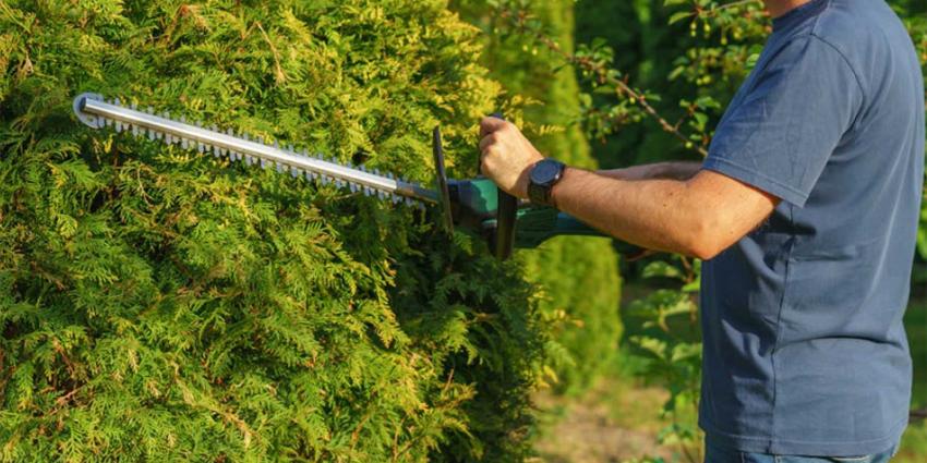 heg-snoeien-heggenschaar-tuin
