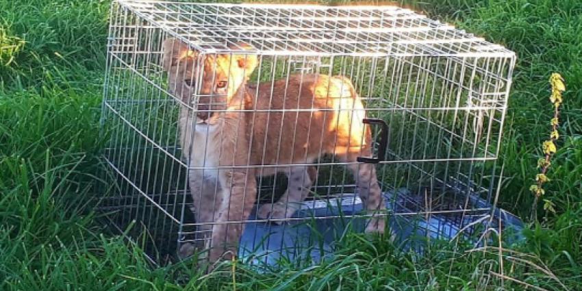 Hardloper vindt leeuwenwelp in Tienhoven