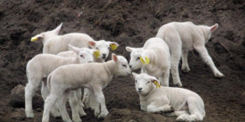 Man aangehouden voor dierenmishandeling