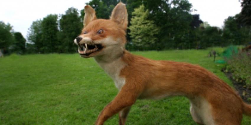 Geen hennep maar wel 50 opgezette en ingevroren dieren in woning aangetroffen