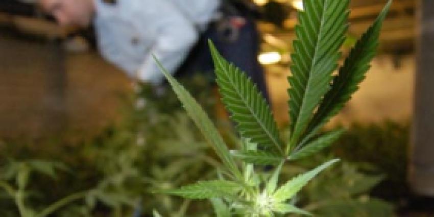 onwelwording, hennepkwekerij 