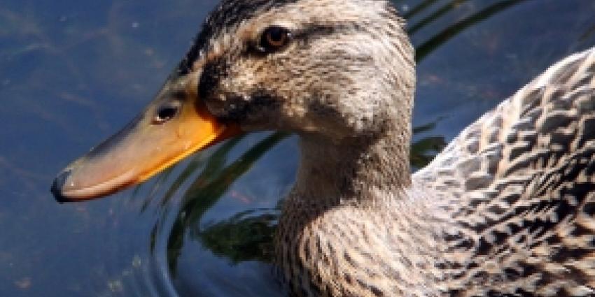 Man aangehouden wegens dierenmishandeling