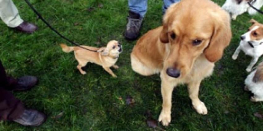 Foto van hond met pups | Archief FBF.nl