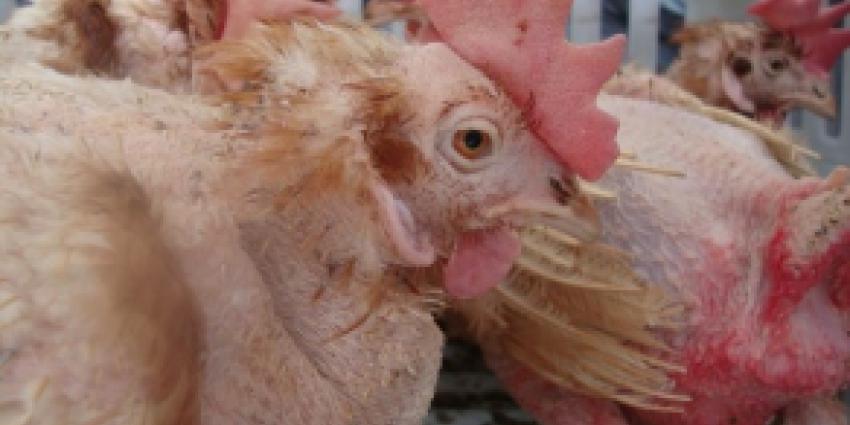 Etikettering van 'verborgen' eieren blijkt haalbaar