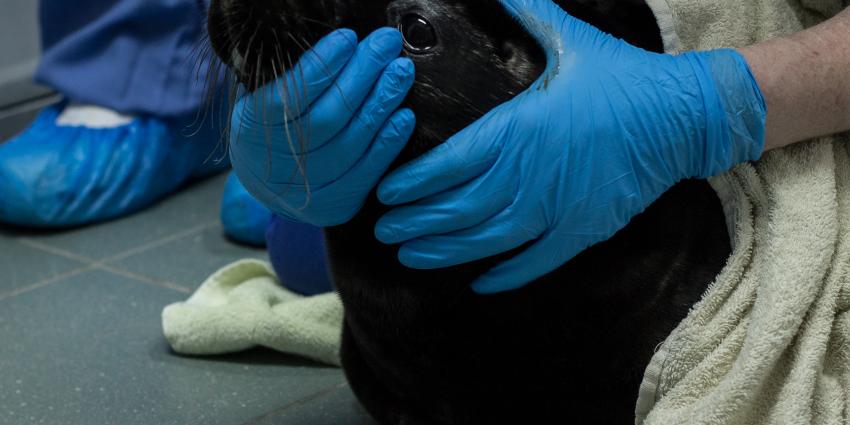 Pieterburen vangt nog een zwarte zeehonden pup op