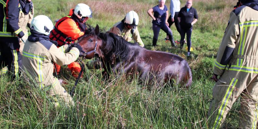 Brandweer Redt Paard Uit Sloot | Blik Op Nieuws