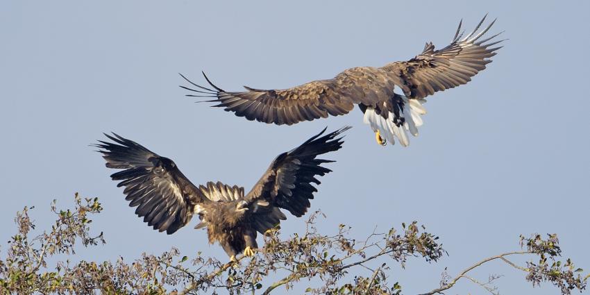 Alweer een Groninger zeearend geboren in het Hunzedal