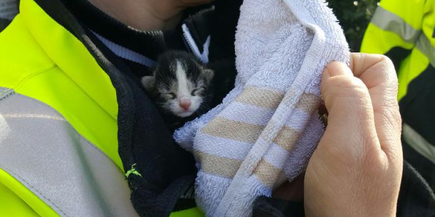 Dierenbescherming haalt 60 katten uit woning