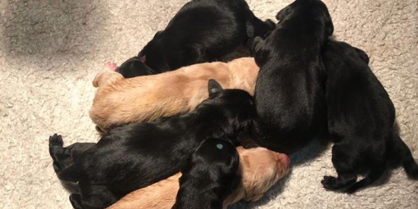 Geboorte nieuws vanuit koninklijkhuis