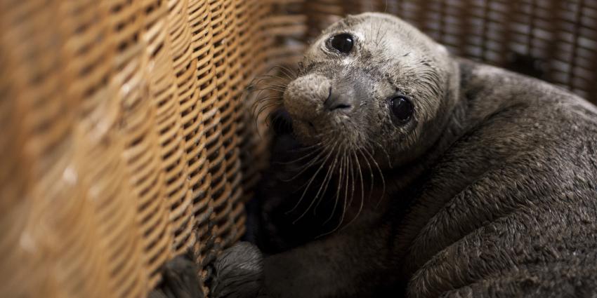 Eerste huiler opgevangen in Zeehondencrèche 