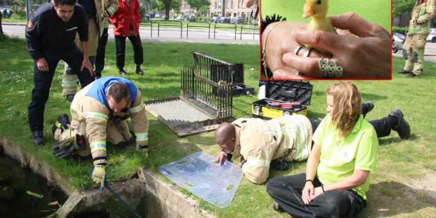 Eendjes gered uit toegang naar waterzuivering