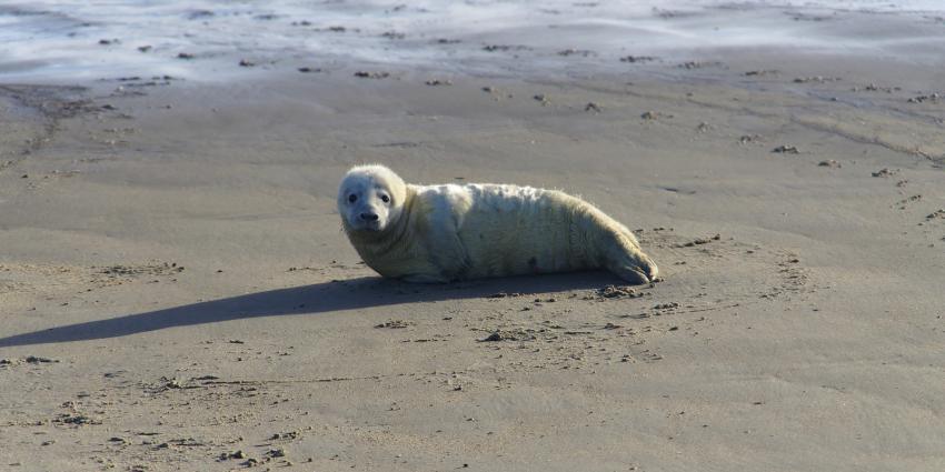 Maak van een witte pup geen huiler