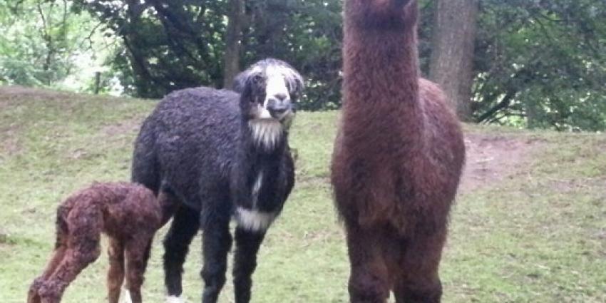 Gezonde dochter voor Friese alpaca Novaro 