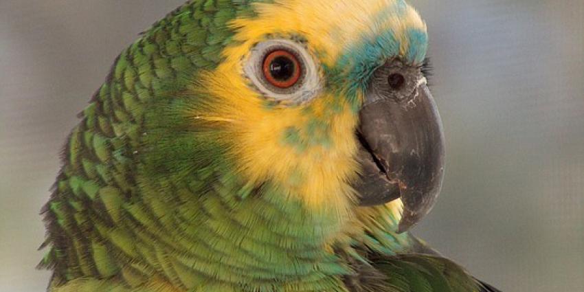 Papegaai