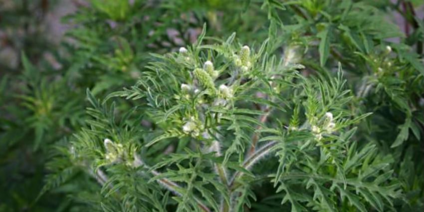 NVWA roept iedereen op om Ambrosiaplant uit te roeien