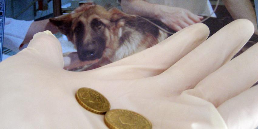 Dierenartsen op de bon voor onthouden zorgplicht