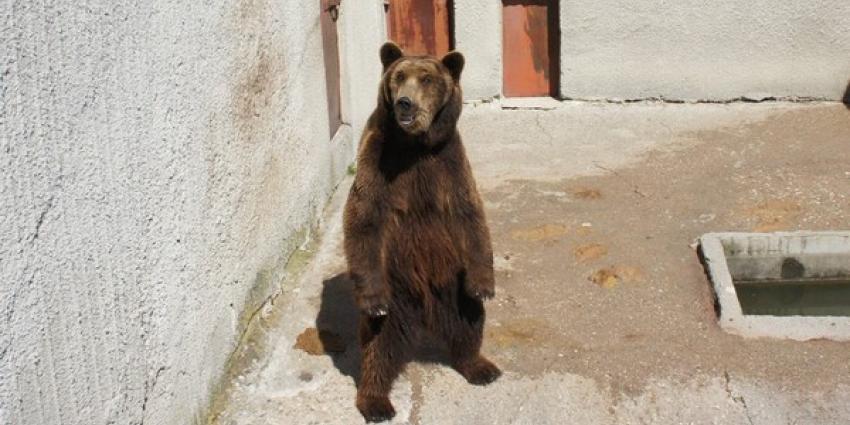 Beren Keta en Mincho na jaren van opsluiting nu ‘vrij’ in Het Berenbos