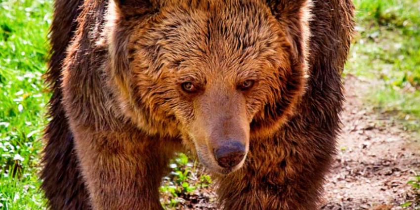 Beer Niki (26) dood in Ouwehands Dierenpark