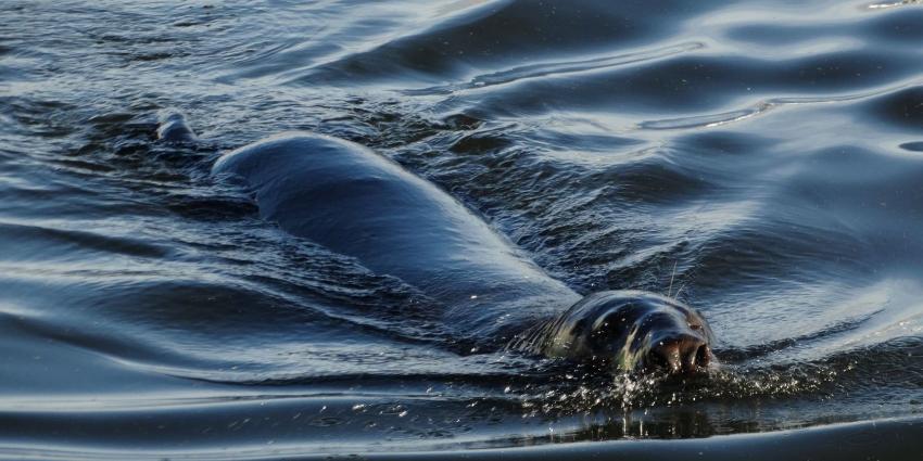 Zeehond gooit roet in het eten tijdens Marinedagen