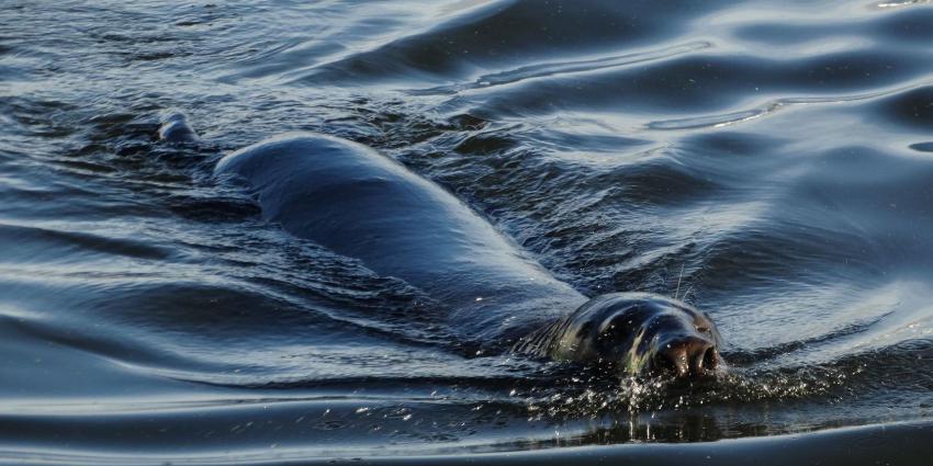 Zeehond gooit roet in het eten tijdens Marinedagen