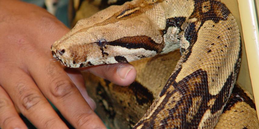 Boa Constrictor uit woning in Duiven ontsnapt