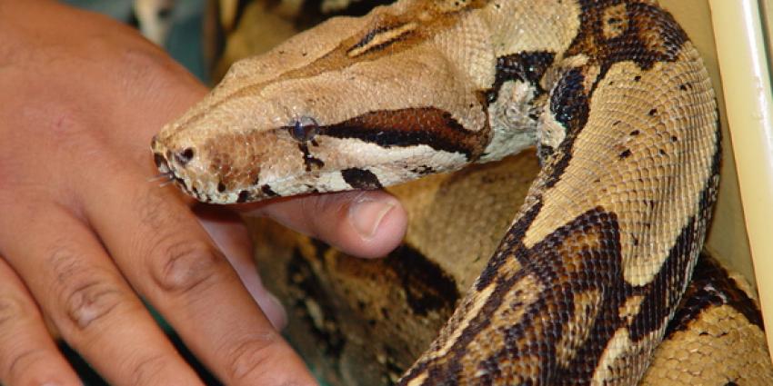 Vermiste boa constrictor in Veldhoven weer gevonden