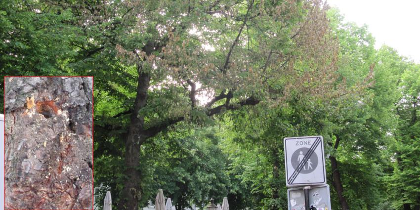 foto van boom vergiftiging | Gem. Maastricht