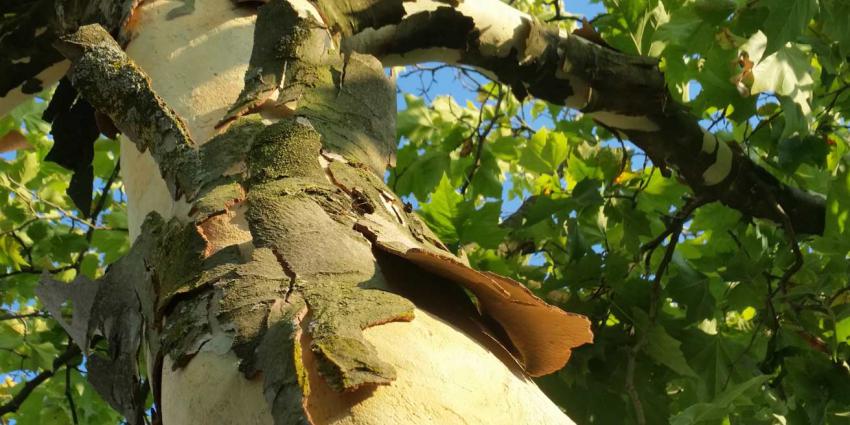 Bomen hebben het loodzwaar door de droogte