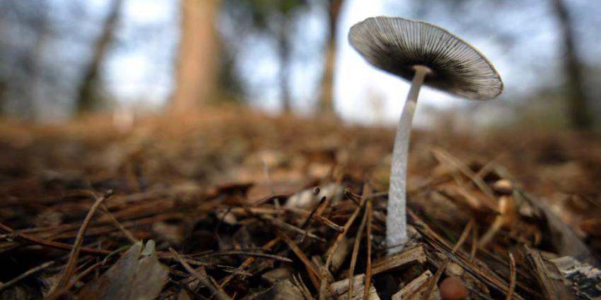 Ook onze bossen ''puffen'' tijdens hittegolf