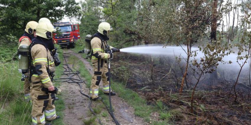 brand, bosgebied, oisterwijk