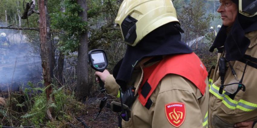 brand, bosgebied, oisterwijk