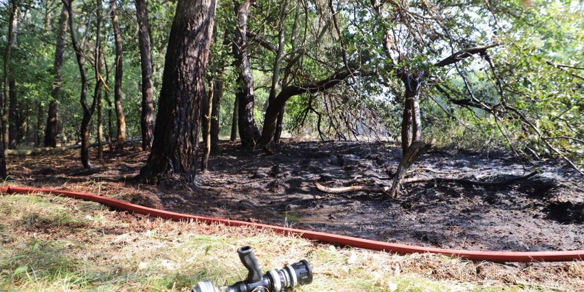 bosgebied-brand-bomen