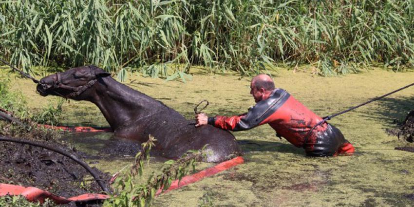  Brandweer redt paard uit de sloot