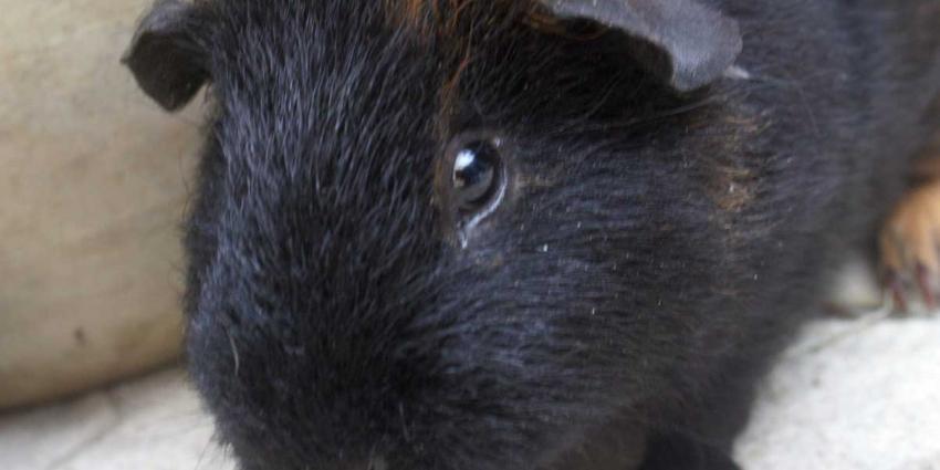 Man wil publiekelijk cavia vermoorden en aan zijn hond voeren