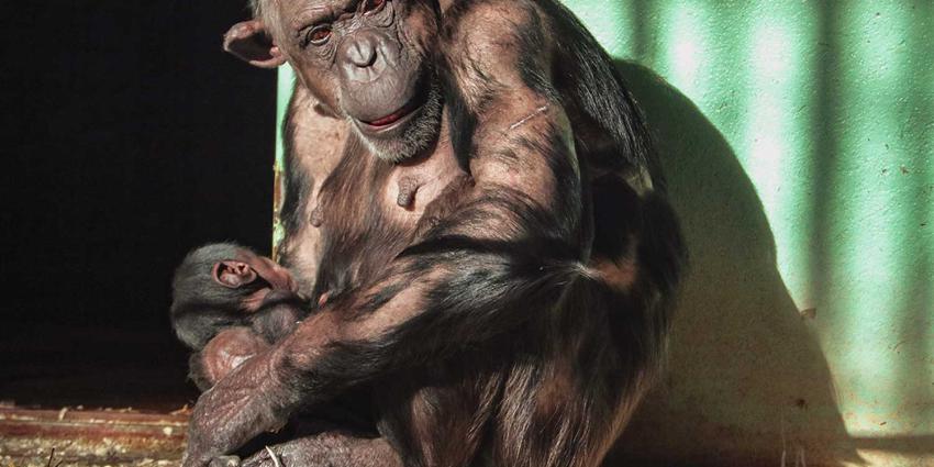 chimpansee-geboren