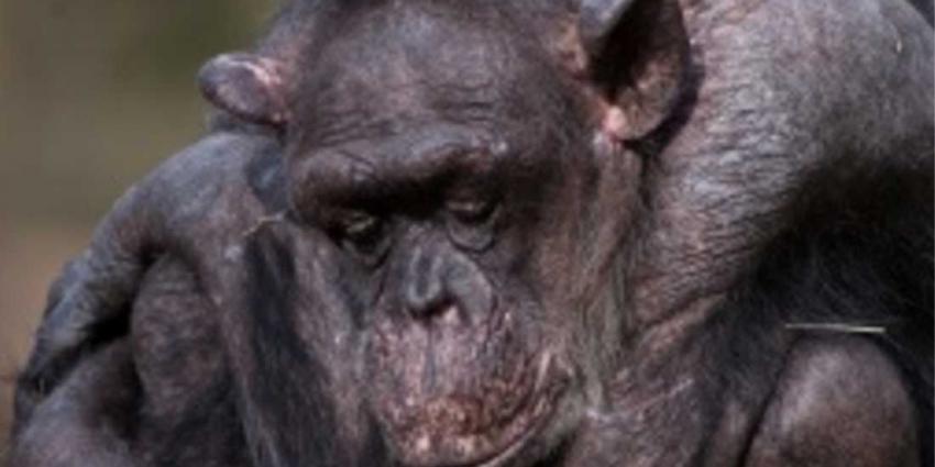 Oudste chimpansee (59) van Nederland overleden 