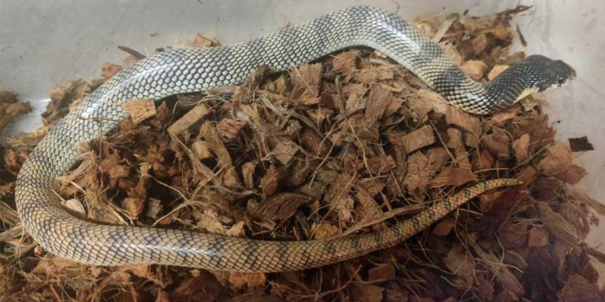 cobra-slang-schildneus