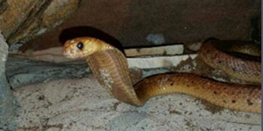 Politie stuit op krokodillen en slangen in woningen Heerlen