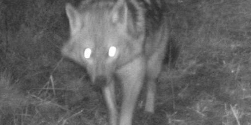 Eerste goudjakhals gespot in Nederland