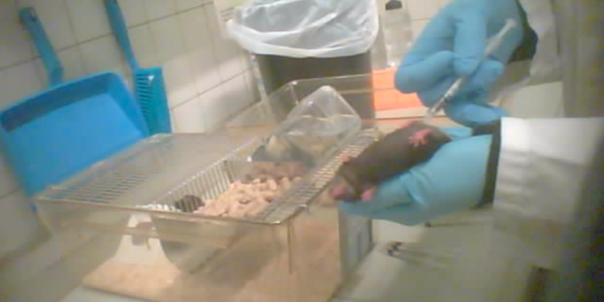 Dierenleed bij proefdieren Vrije Universiteit Brussel