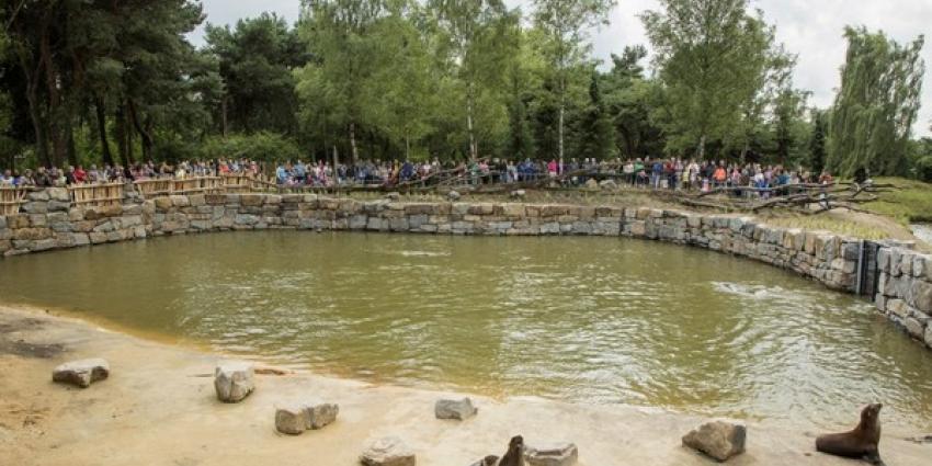 Nieuw zeeleeuwenverblijf in Safaripark Beekse Bergen geopend!