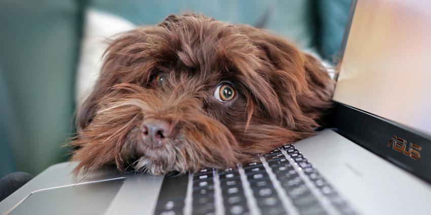 Hond bij laptop