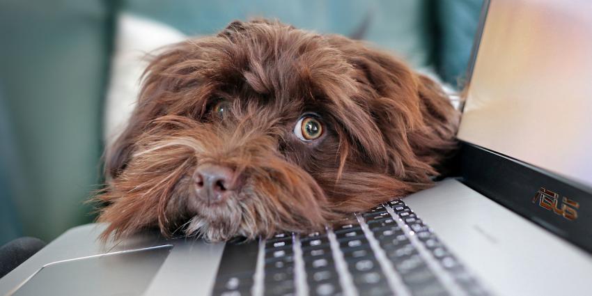 Hond bij laptop