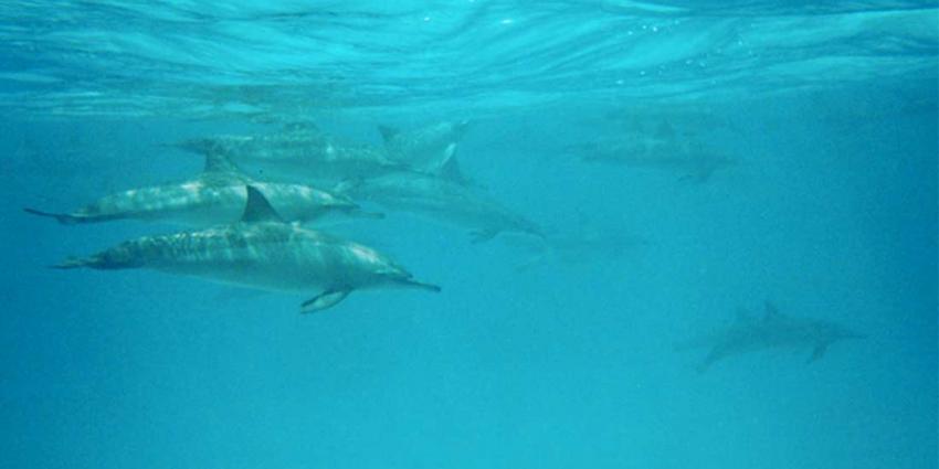 Geen sprake van ontuchtige handeling met dolfijn in Dolfinarium