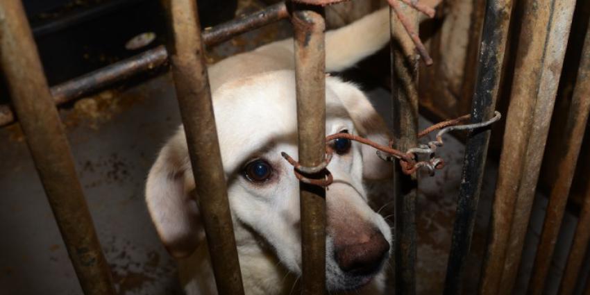 Honderd honden weggehaald bij broodfokker