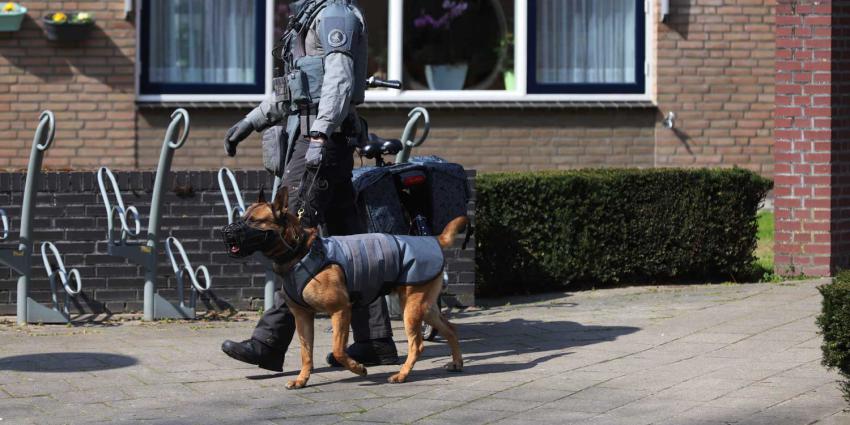 dsi-hond
