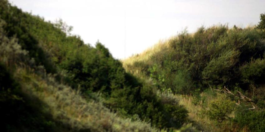 duinen-begroeing-strand