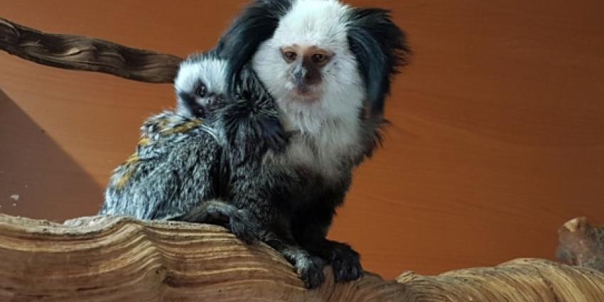 Eerste dwergaapje in Avifauna geboren
